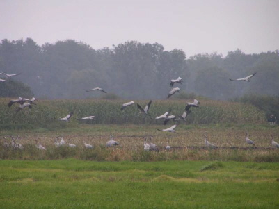 Kraniche im Börmer Koog