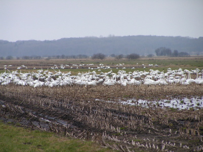 Zwergschwäne im Börmer Koog